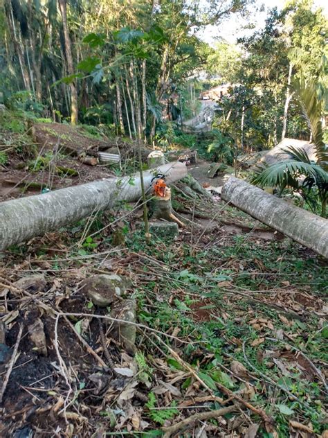 Trabalhador morre após ser atingido por árvore durante corte em Blumenau