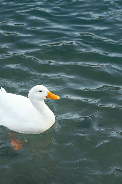 Pato Salvaje Flotando En El Agua Foto Gratis