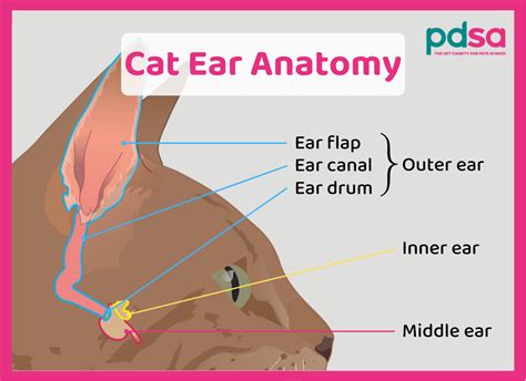 Cat Ear Canal Tumors