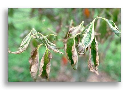 Plant Health: Dogwood Powdery Mildew | Urban Forest Initiative