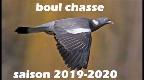 Chasse Aux Pigeon Ramier Saison Compilation Youtube