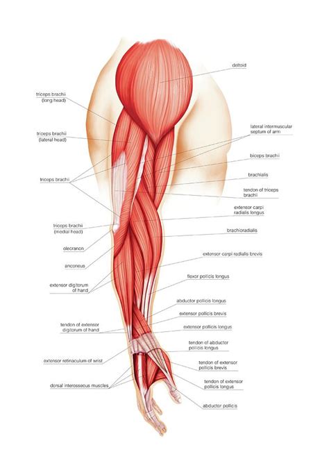 Anterior Arm Muscles Photograph By Asklepios Medical Atlas Porn Sex