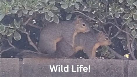 Caught In The Act Squirrels Celebrating Hump Day Their Way Youtube