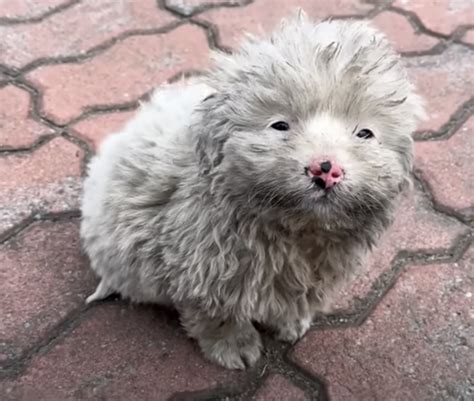 Dirty Puppy Looked Up At Guy With Wanting Eyes Pleaded To Go With Him