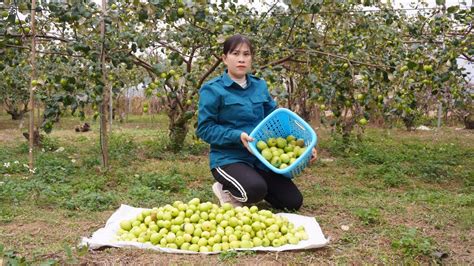 Harvesting Chinese Apple Goes To Market Sell Cooking Puppy Build