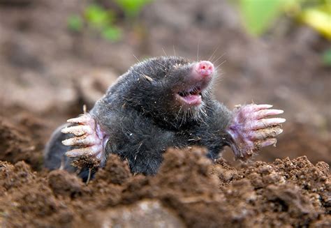 Mole Removal Trapper In Cincinnati - Lawn Mole Exterminator