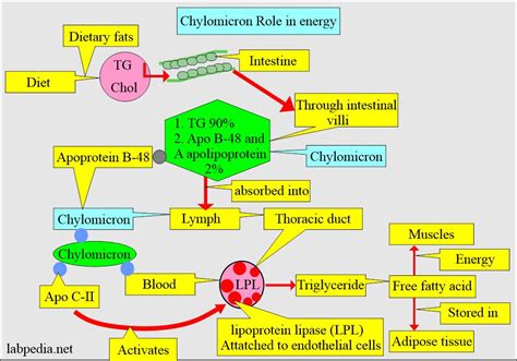 Lipoprotein:- part 4 - Chylomicron - Labpedia.net