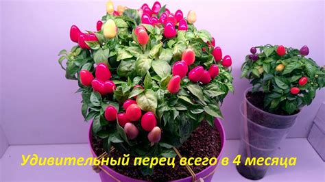 Клёвый комнатный перец "Пиковая дама". 4 месяца. Пересадка - YouTube