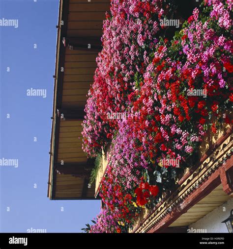 Residential House Detail Balconies Geraniums House Balcony Flowers