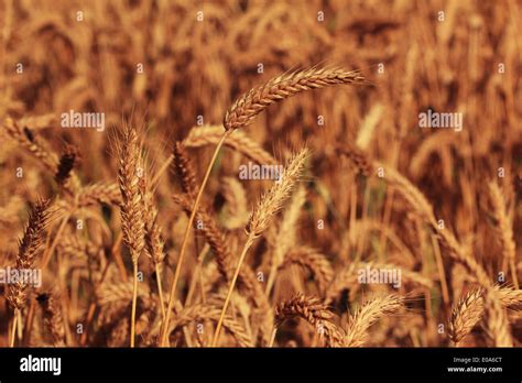 Centeno de trigo fotografías e imágenes de alta resolución Alamy