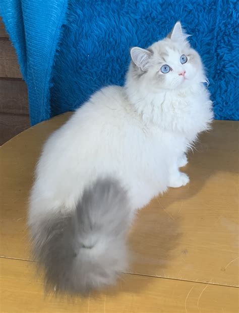 Heavenlyrags Registered Ragdoll Cat Breeder In Shoshone County Idaho