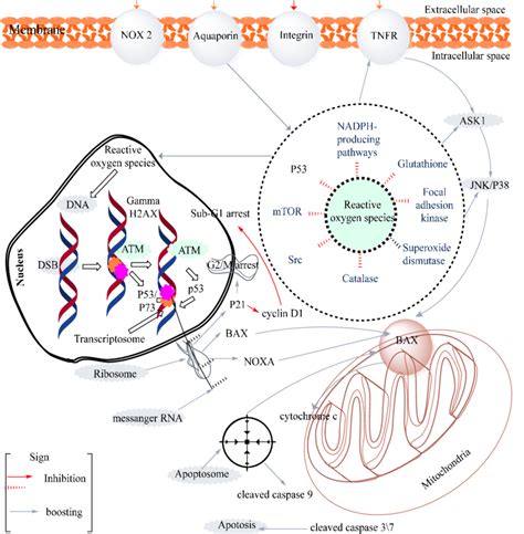 The mechanism of action of the anticancer activity pathway. | Download ...