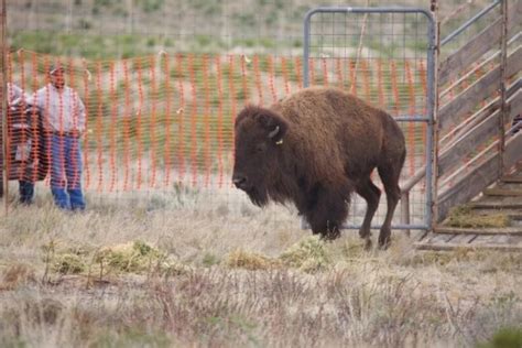 Un Siglo Después El Bisonte Americano Regresó A Coahuila Infobae