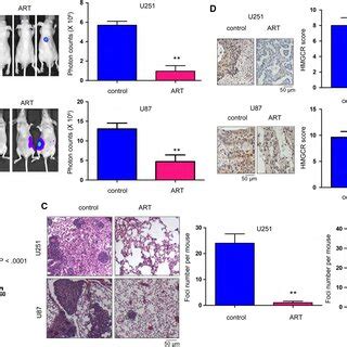 Artesunate Inhibited Glioma Cell Growth A The Effects Of Artesunate