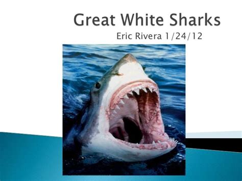 Great White Sharks Project