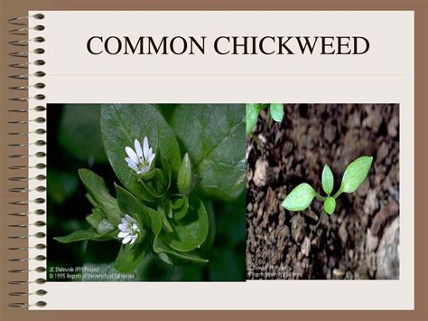 Agronomy Weeds Agronomy Team Ppt Download