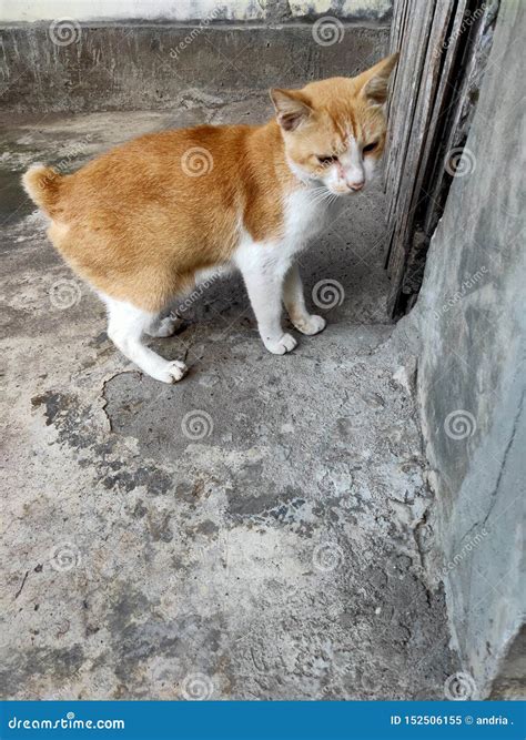 how are cats smart 11