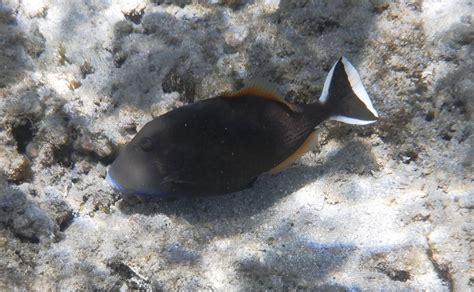 Sufflamen Chrysopterum Halfmoon Triggerfish Snorkeling Report