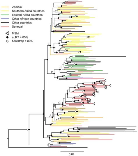 Detailed Maximum Likelihood PhyML Phylogenetic Tree Constructed Using