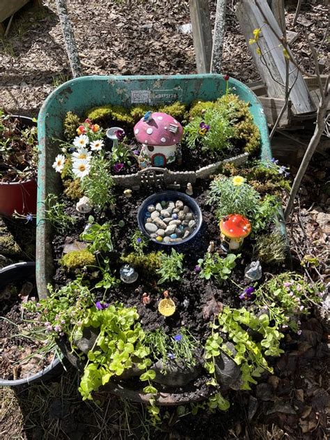 My Wheelbarrow Fairy Garden Before And After R Gardening