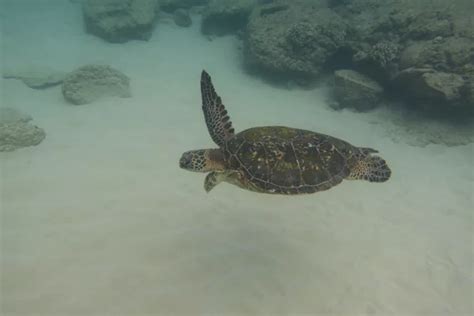 Napili Bay Snorkeling Guide - Maui Hideaway