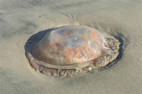 Close View Of The Translucent Body Of A Jellyfish Washed Ashore Stock