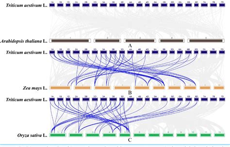 Figure From Wheat Gibberellin Oxidase Genes And Their Functions In