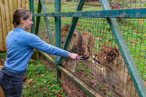 Visitors Offered The Chance To Feed Paigntons Pride Of Lions