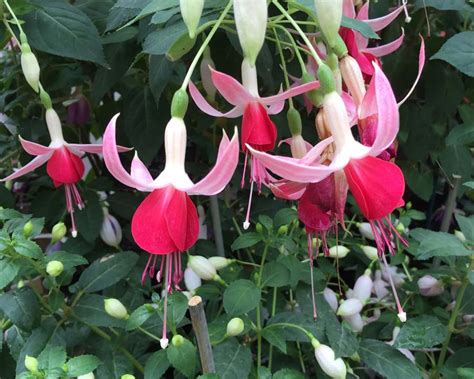 Fuchsia Upright Hybrids Gardensonline