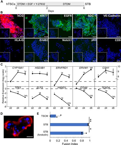 Laminin Switches Terminal Differentiation Fate Of Human Trophoblast