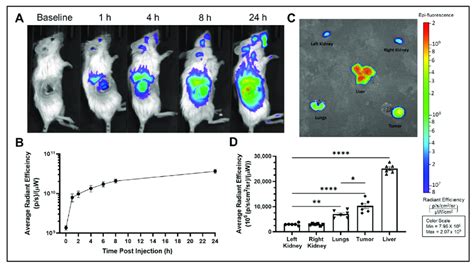 Biodistribution Of VivoTrack Labelled RTLs A Representative IVIS