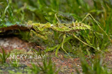 Moss Mantis Haania Sp Dsc6537 A Photo On Flickriver