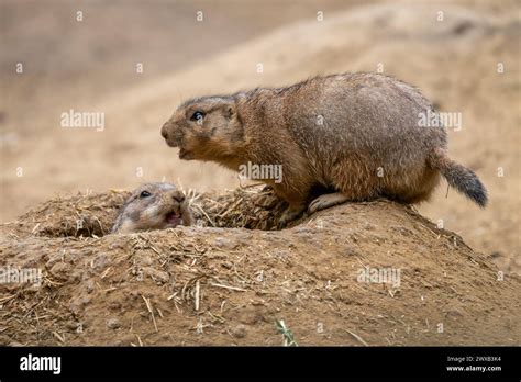 Black Tailed Prairie Dog Cynomys Ludovicianus Beautiful Large Ground