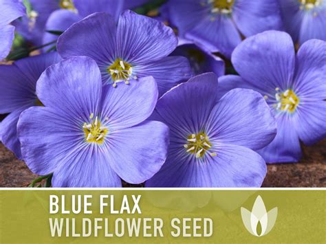 Blue Flax Wildflower Heirloom Seeds Prairie Flowers, Lewis Flower ...