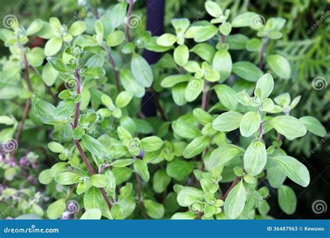 Wild Marjoram In The Garden Stock Image Image Of Herbal Flavoring