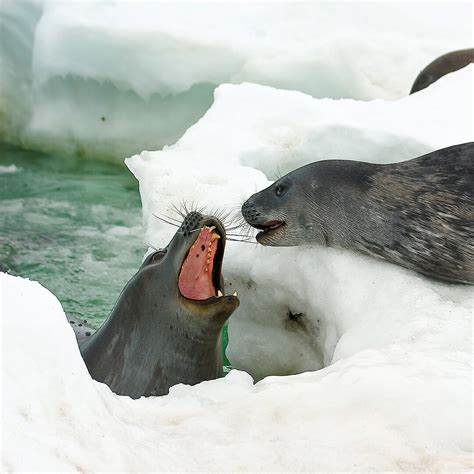 International conference focuses on changing Southern Ocean ecosystems ...