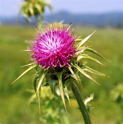 Cardo Mariano Inherba Il Mondo Delle Piante Aromatiche Oli