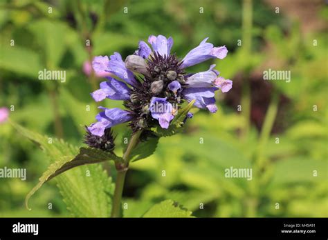 Schizonepeta tenuifolia hi-res stock photography and images - Alamy