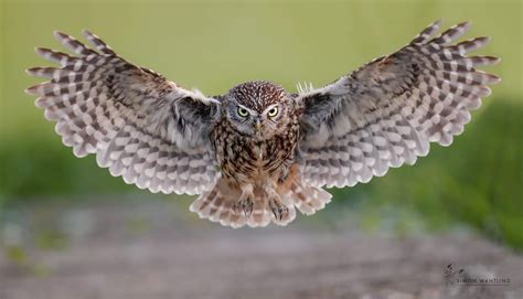 Little Owl incoming. : r/Owls