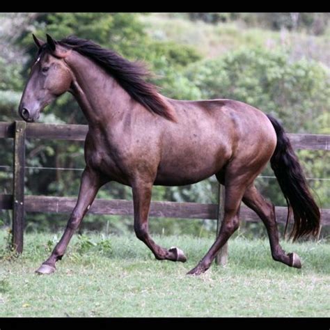 Gua Matriz Puro Sangue Lusitano Indon Sia Do Aret Haras Vale Do