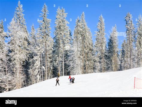 Winter Alpine Skiing Downhill And Skier On Bukovel Ski Resort Ukraine