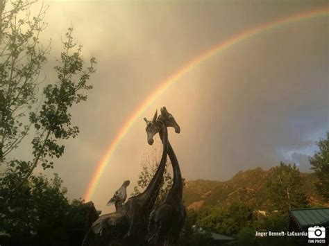 two giraffes standing next to each other with a rainbow in the background