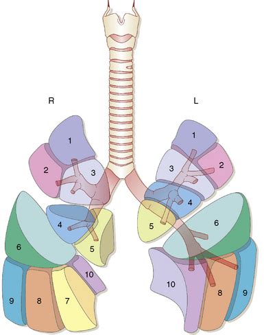 Lung Segments Anatomy Diagram