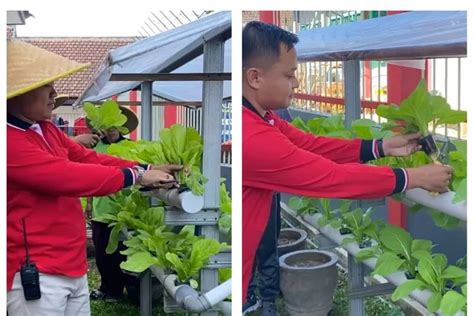 Rutan Kelas Iib Trenggalek Panen Sayuran Sawi Dan Kangkung Hasil