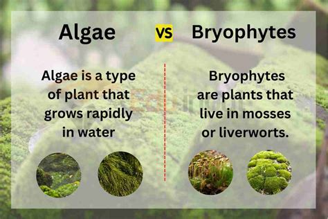 Difference Between Algae And Bryophytes