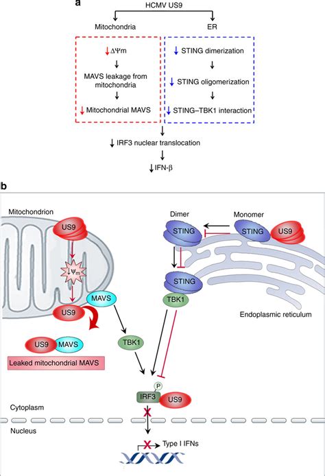 Proposed model of HCMV US9 mediated inhibition of IFN β signaling a