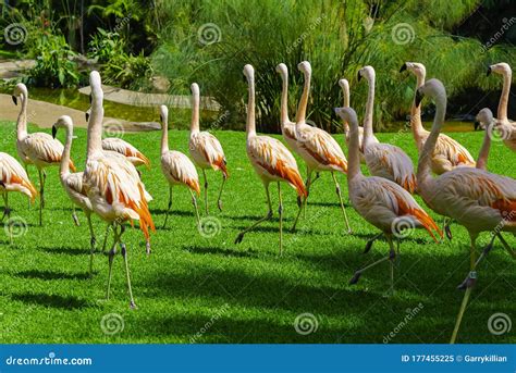 Beautiful Large Flamingos Group Walking On The Grass In The Park Vibrant Bird On A Green Lawn