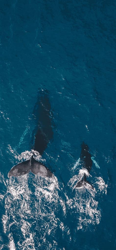 Whale Iphone Art Blue Whale Hd Phone Wallpaper Pxfuel