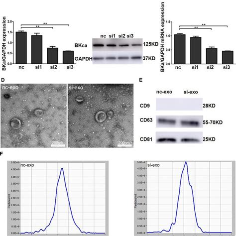 Identification Of Exosomes Derived From WJ MSCs A B Western Blots Of