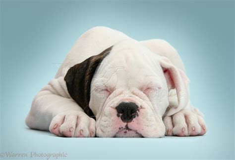 Dog: Mostly white Boxer puppy sleeping on blue background photo WP39545